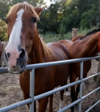 Ola de robos y faena clandestina de caballos sacude al Este mendocino