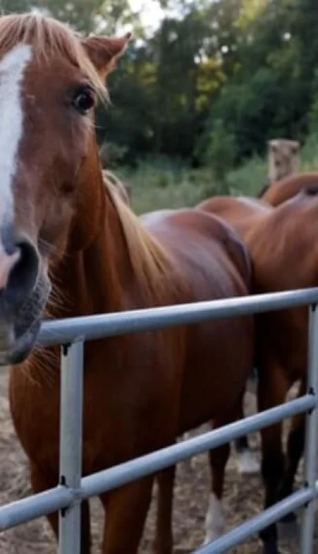 Ola de robos y faena clandestina de caballos sacude al Este mendocino