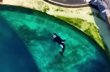 Francia: 2 orcas y 12 delfines abandonados en piscinas cubiertas de algas