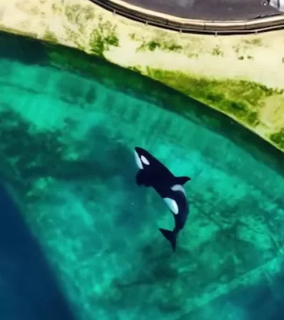 Las condiciones actuales del recinto fueron expuestas por el grupo activista TideBreakers.