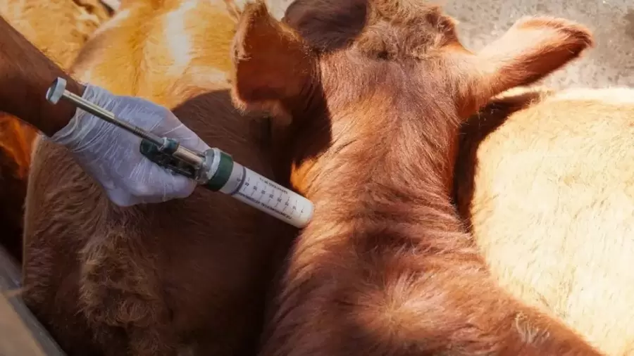 Se busca abaratar los costos de insumos clave para la producción animal. (Foto: archivo web)