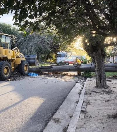 El árbol de gran tamaño que aplastó al motociclista.