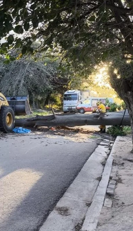 El árbol de gran tamaño que aplastó al motociclista.