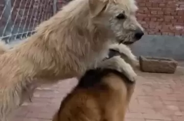 Video viral: el perrito 'con aura' que impone respeto y frena peleas en un refugio