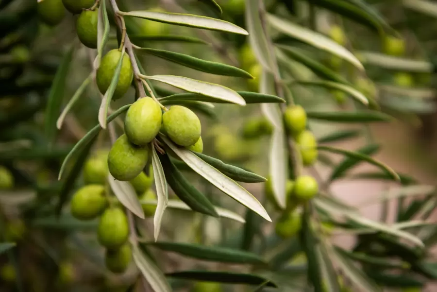 El aceite de oliva se consolida en Mendoza