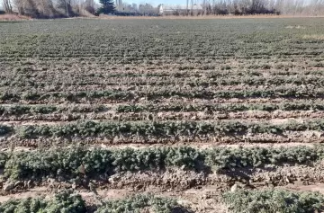 Por primera vez, el orégano tendrá Identificación geográfica, y es el de San Carlos