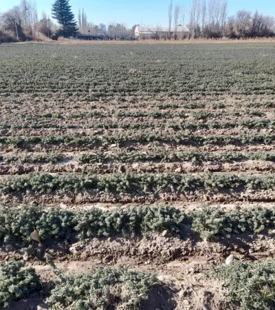 Producción de San Carlos