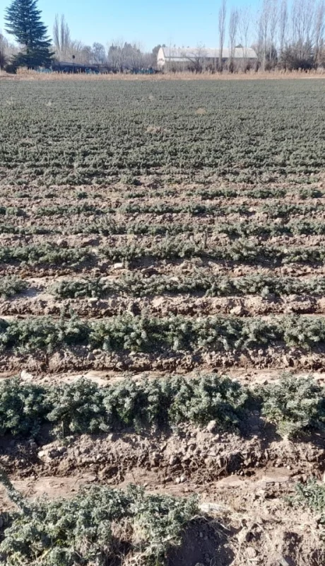 Producción de San Carlos