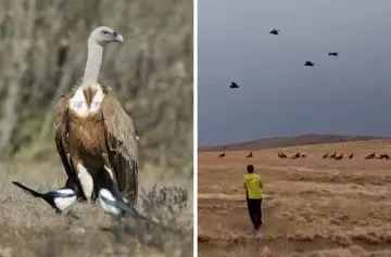 El impresionante vuelo de más de 100 cóndores conmueve a científicos y viajeros
