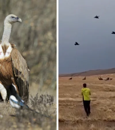 Neuquén, testigo de un fenómeno que podría cambiar la forma en la que vemos los cóndores.