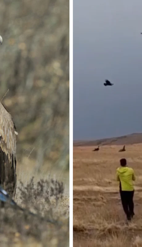 Neuquén, testigo de un fenómeno que podría cambiar la forma en la que vemos los cóndores.