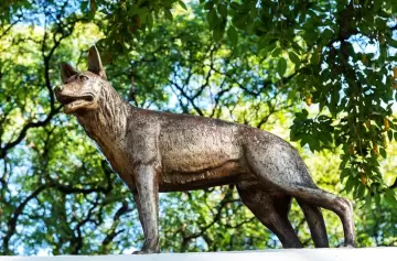 La heroica historia de Chonino, quien dio origen al Día del Perro en Argentina