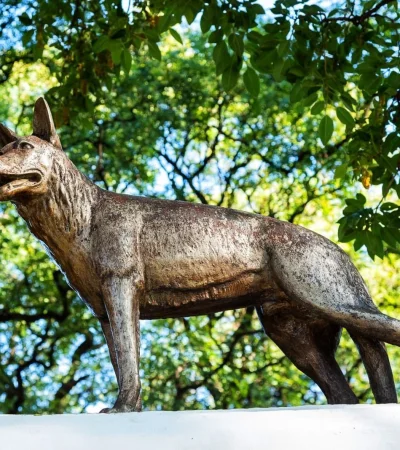 Chonino, el perro héroe argentino.