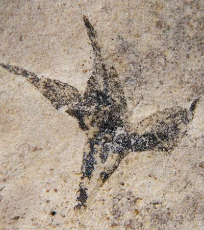 El resto fósil de la flor más antigua de la Argentina. (Foto: CONICET)