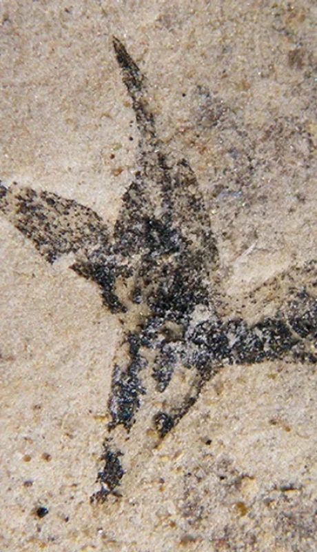 El resto fósil de la flor más antigua de la Argentina. (Foto: CONICET)