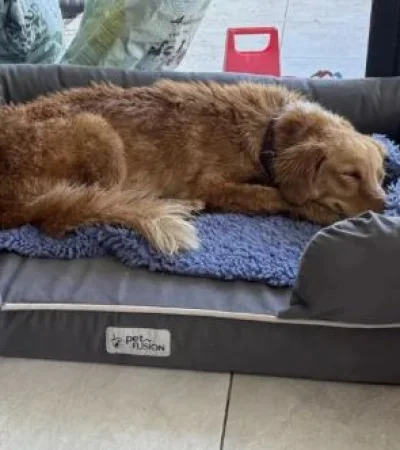 Perrita perdida regresó a casa tras un viaje de 160 kilómetros.