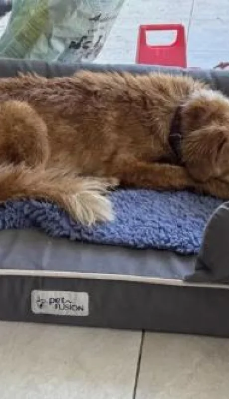 Perrita perdida regresó a casa tras un viaje de 160 kilómetros.