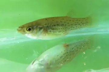 Sin insecticidas: distribuyen peces para frenar el dengue en reservorios de agua