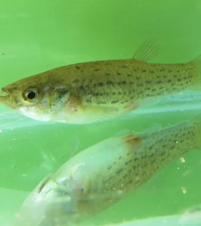 Estos peces, de apenas 2,5 a 3 centímetros, tienen una alta capacidad para alimentarse de larvas de mosquito.
