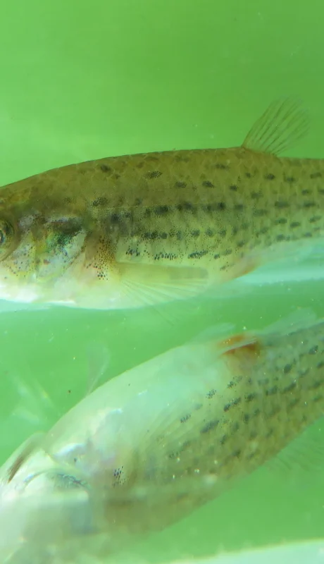 Estos peces, de apenas 2,5 a 3 centímetros, tienen una alta capacidad para alimentarse de larvas de mosquito.