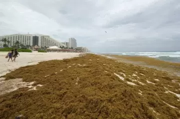 Sargazo en las playas de Cancún: así es la impactante invasión que afecta al Caribe