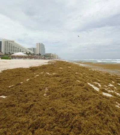 La proliferación del sargazo se debe a múltiples factores interrelacionados en el Atlántico tropical.