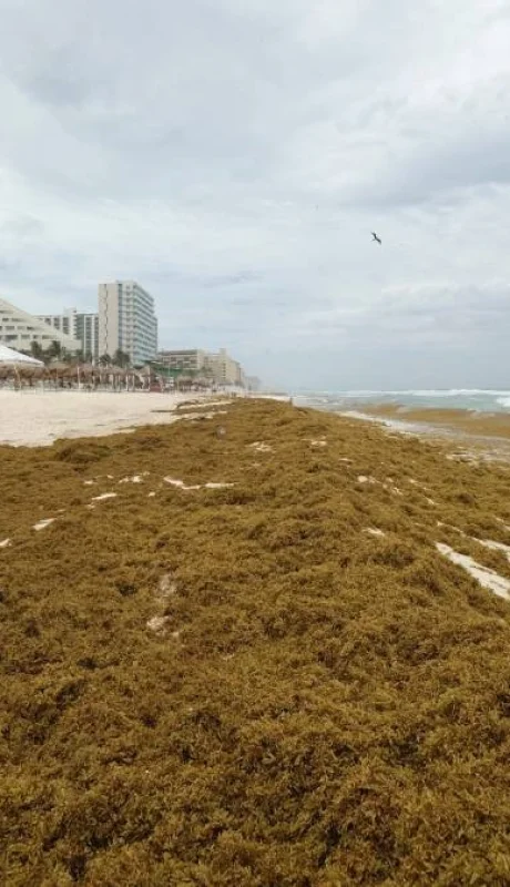 La proliferación del sargazo se debe a múltiples factores interrelacionados en el Atlántico tropical.