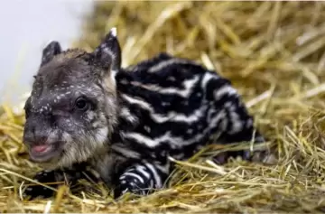 Después de 100 años, un mamífero gigante volvió a caminar por la selva brasileña