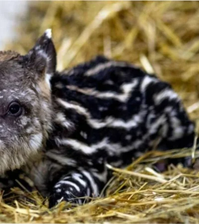 Tapir sudamericano/ Fuente: X