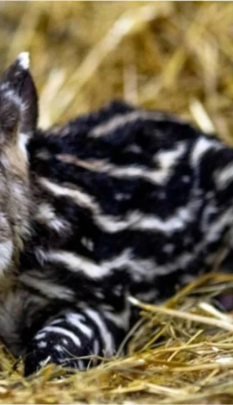 Tapir sudamericano/ Fuente: X