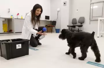 Perros, gatos y aves, ahora también pueden ir al psiquiatra