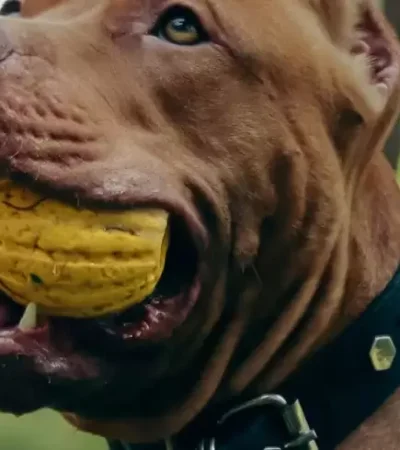 Una vez más, otro can de esta fornida raza no fue controlado por sus dueños y un bebé se debate entre la vida y la muerte.