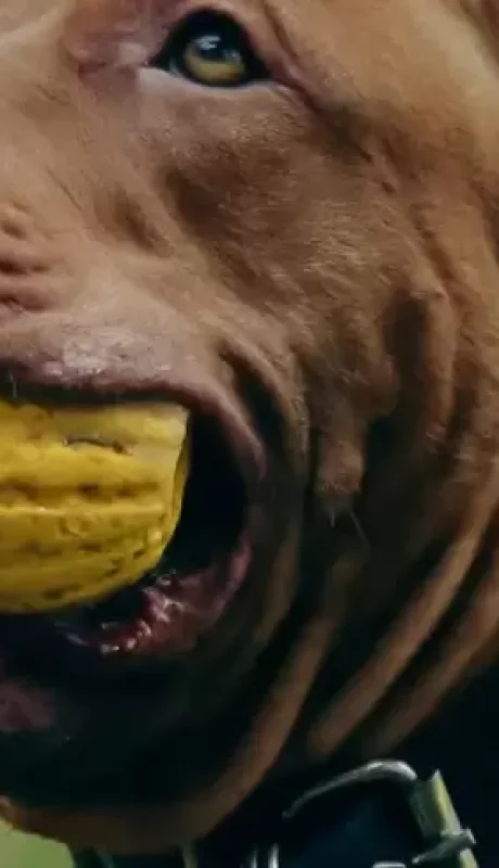 Una vez más, otro can de esta fornida raza no fue controlado por sus dueños y un bebé se debate entre la vida y la muerte.