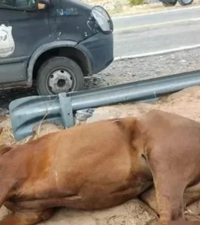 La yegua había sido abandonada en plena Cuesta de las Vacas en Caucete y debió ser sacrificada/ Fuente: Tiempo de San Juan