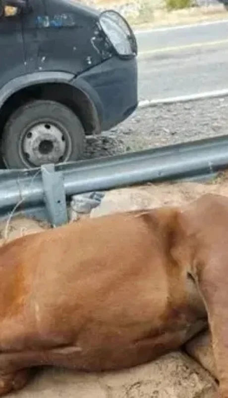La yegua había sido abandonada en plena Cuesta de las Vacas en Caucete y debió ser sacrificada/ Fuente: Tiempo de San Juan