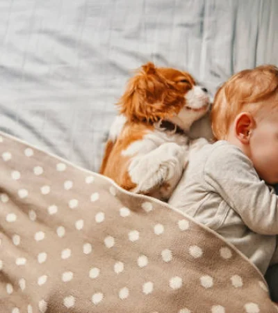 ¿Cómo deben dormir los perros en invierno?