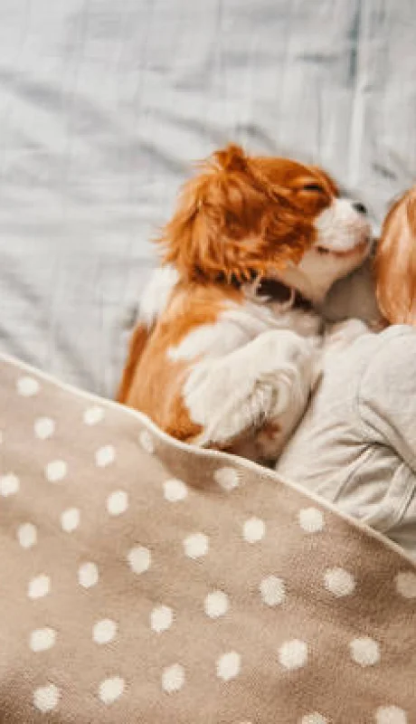 ¿Cómo deben dormir los perros en invierno?