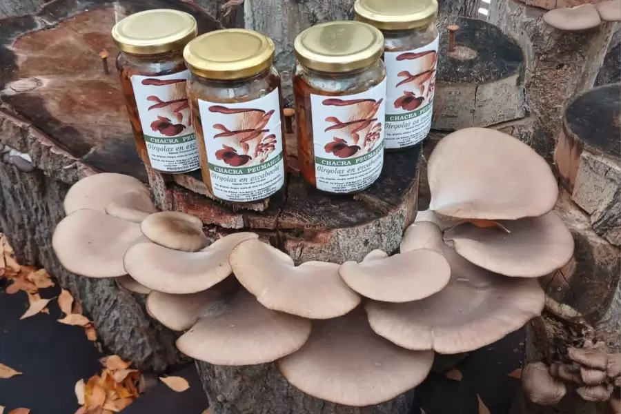 Gírgolas en escabeche: otra de las opciones para un elemento todavía en investigación.