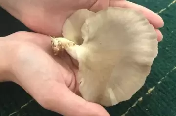 Gírgola: el hongo milagroso que es materia de estudio en Mendoza