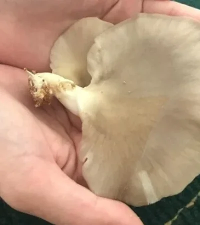 La idea de este proyecto es identificar la composición química de las gírgolas cuando crecen en cierto tipo de sustratos.