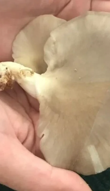 La idea de este proyecto es identificar la composición química de las gírgolas cuando crecen en cierto tipo de sustratos.