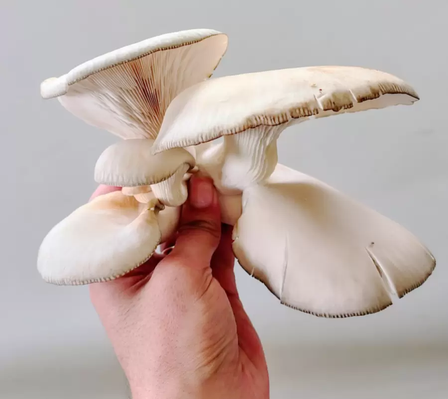 "Las gírgolas tienen contienen fibras, vitaminas, y propiedades bioactivas, y otros compuestos beneficiosos para la salud" (M. de los A. Fernández).