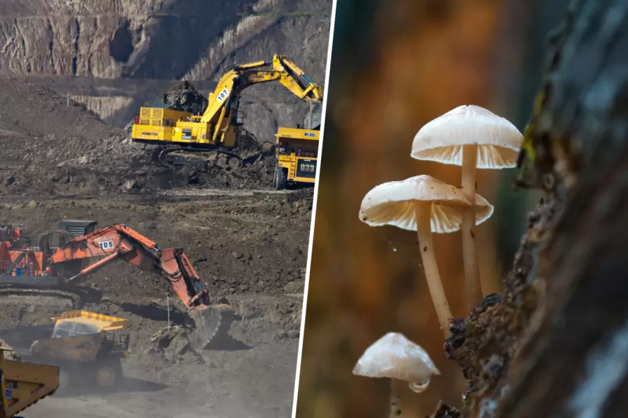 La capacidad de este hongo para procesar minerales abre la puerta a desarrollos en minería metabólica.