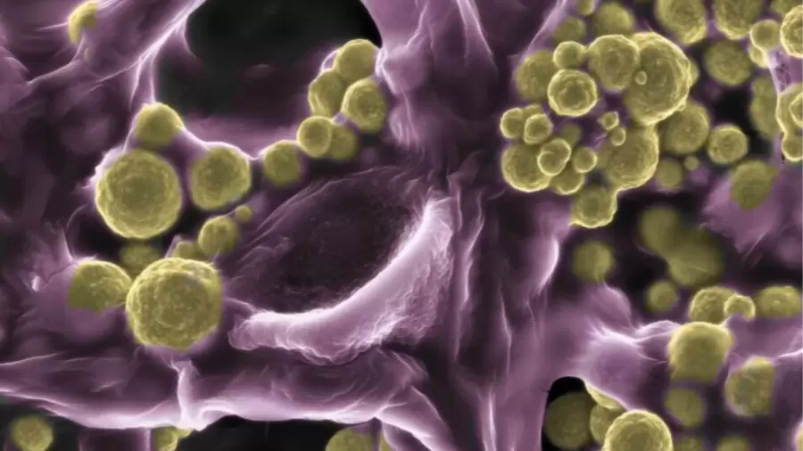 El hallazgo podría cambiar para siempre la relación entre biología y metalurgia.