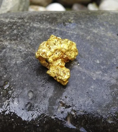 Lo que en un principio era un estudio de absorción, terminó con un resultado sorprendente: el hongo produjo oro.