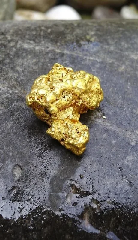 Lo que en un principio era un estudio de absorción, terminó con un resultado sorprendente: el hongo produjo oro.