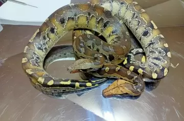 Impactante rescate en Mendoza: hallan dos pitones exóticas víctimas del tráfico ilegal
