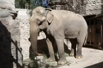 La dura historia de vida de Tamy, el elefante que murió hoy en Mendoza