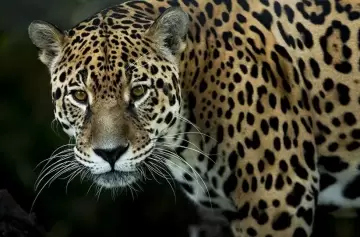 Alarma por caída en la población de yaguaretés: advierten riesgo de extinción