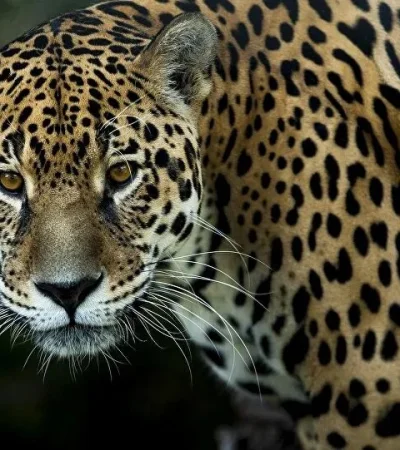 Alarma por caída en la población de yaguaretés: advierten riesgo de extinción